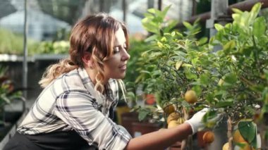 Çiftlikte mandalinaları kontrol eden bir kadın.