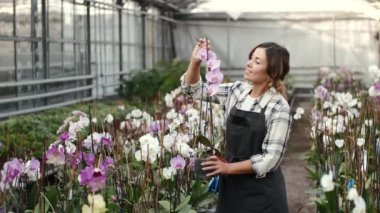 Üniformalı bir işçi orkideleri kontrol ediyor.