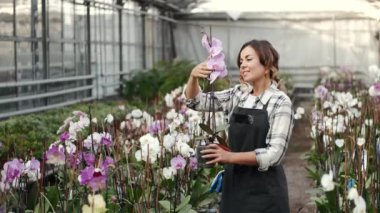 Üniformalı bir işçi orkideleri kontrol ediyor.