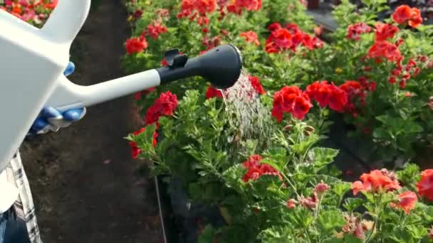 Mulheres que regam plantas em plantação interior — Vídeo de Stock