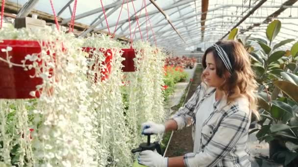 Mujer regando plantas en plantación de interior — Vídeos de Stock