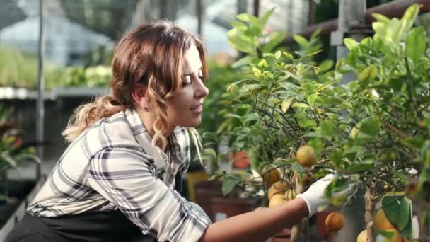 Mujer revisando mandarinas en una plantación — Vídeo de stock