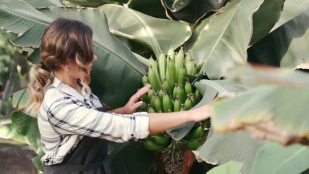 Γυναίκα με στολή ελέγχει τα φυτά σε φυτεία εσωτερικού χώρου — Αρχείο Βίντεο