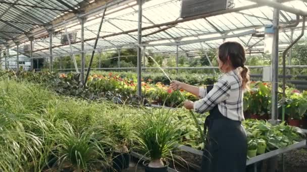 Mujer regando plantas en plantación de interior — Vídeo de stock