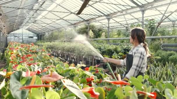 Mujer regando plantas en plantación de interior — Vídeos de Stock