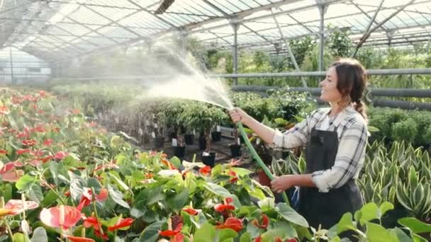 Mujer regando plantas en plantación de interior — Vídeos de Stock
