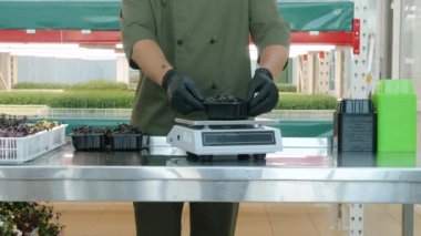 Masa arkasında pancar mikro yeşili yığını