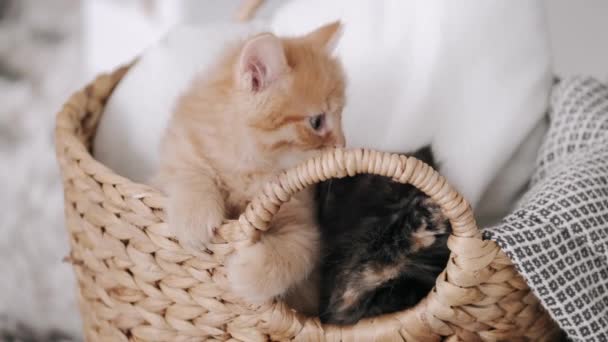 Dois gatinhos adoráveis em uma cesta com almofada — Vídeo de Stock
