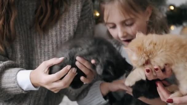 Ομάδα κοριτσιών που παίζουν με γατάκια τα Χριστούγεννα — Αρχείο Βίντεο