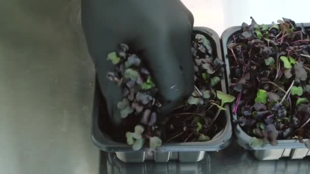 背景上的甜菜微绿叶堆 — 图库视频影像