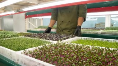 Masa arkasında pancar mikro yeşili yığını