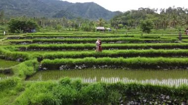 Bali 'deki pirinç teraslarında öpüşen çift.