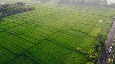 Bali 'deki tarlalar insansız hava aracından çekiliyor.