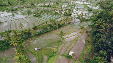 Bali 'deki tarlalar insansız hava aracından çekiliyor.