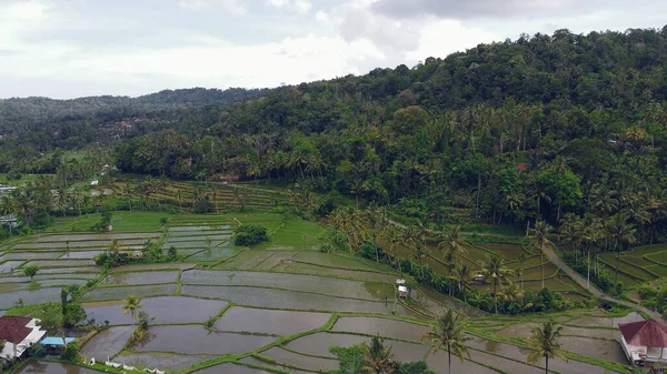 Campos em Bali são fotografados de um drone — Fotografia de Stock