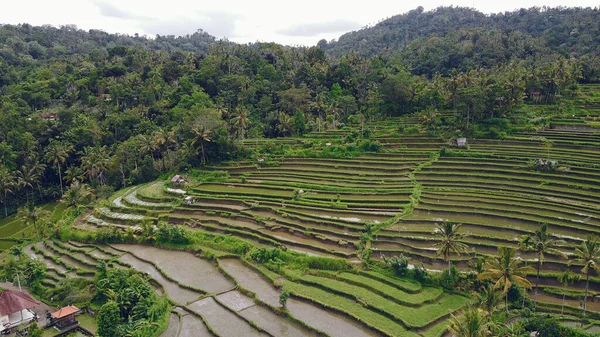 Поля на Бали сфотографированы с дрона — стоковое фото