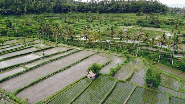 Fält på Bali är fotograferade från en drönare — Stockfoto