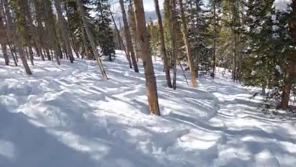 Följ Cam of A Solo Woman Skidåkning på en solig vinterdag — Stockvideo