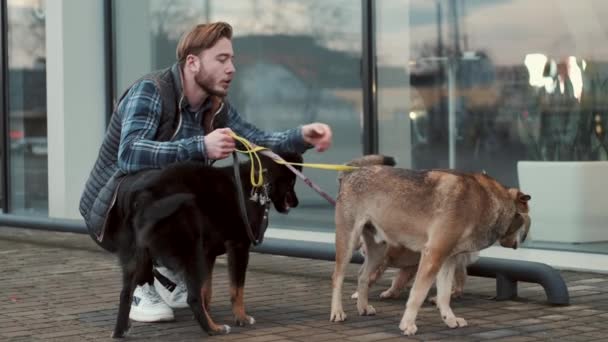 Gruppo di cani con uomo in passeggiata — Video Stock