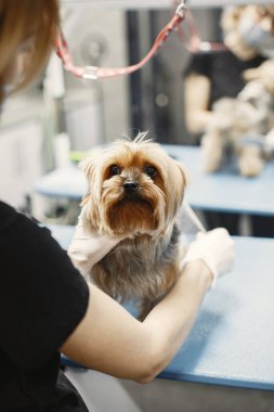 Köpek cinsi Yorkshire Teriyeri için saç kesimi