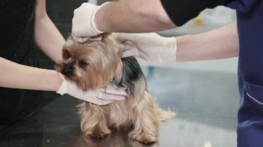 Klinikteki veteriner randevusu sırasında Yorkshire Teriyer Köpeği
