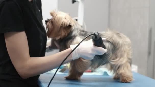 Επαγγελματική κούρεμα και φροντίδα σκυλιών Yorkshire Terrier στο σαλόνι καλλωπισμού — Αρχείο Βίντεο
