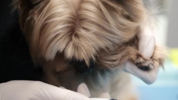 Professional haircut and dog care Yorkshire Terrier in the grooming salon — Stock Video