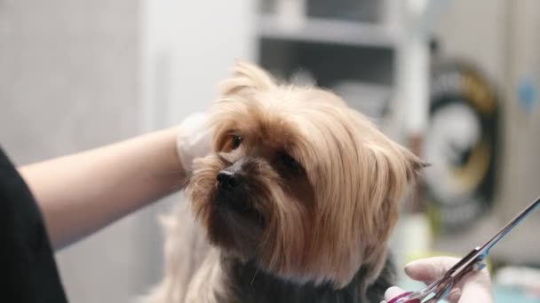 Επαγγελματική κούρεμα και φροντίδα σκυλιών Yorkshire Terrier στο σαλόνι καλλωπισμού — Αρχείο Βίντεο