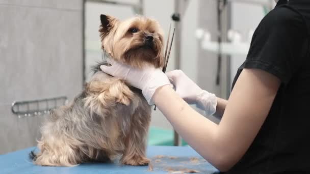 Cheveux professionnels et soins pour chiens Yorkshire Terrier dans le salon de toilettage — Video