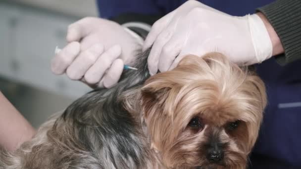 Yorkshire terrier kutya az állatorvosi vizsgálat ideje alatt a klinikán — Stock videók