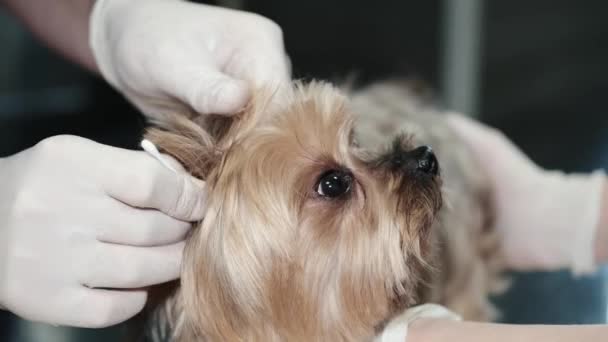 Yorkshire terriër hond tijdens dierenarts afspraak in kliniek — Stockvideo