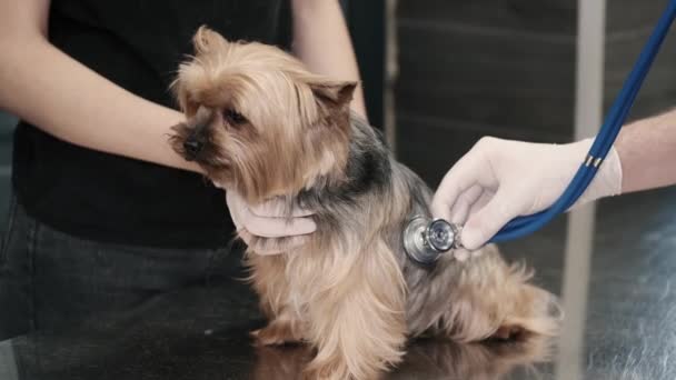 约克郡宠物狗在诊所兽医预约期间 — 图库视频影像