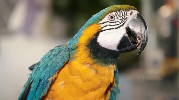 Loro colorido 4K con plumaje brillante de color azul, amarillo, verde y blanco — Vídeos de Stock