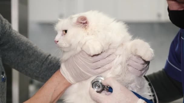 Veterinário feminino profissional examinando um gato na clínica — Vídeo de Stock