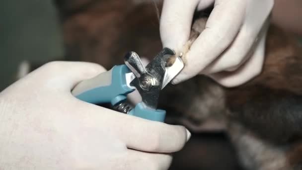 Groomer memotong cakar kelinci dengan alat di salon perawatan — Stok Video