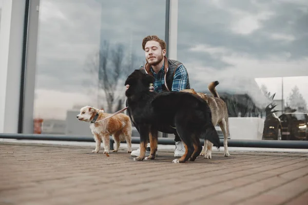 Чоловік з собаками в місті — стокове фото