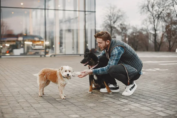 Чоловік з собаками в місті — стокове фото
