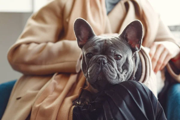 Kahverengi ceketli, siyah bulldog giyen zarif bir kadın. — Stok fotoğraf