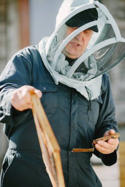 Kıdemli arıcı bal peteğinden bal topluyor.