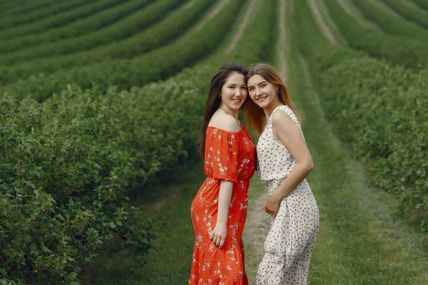 Elegante en stijlvolle meisjes in een zomerveld — Stockfoto