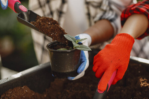 Gardeners hand planting flowers in pot