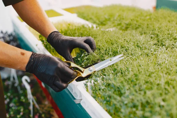 Heap de beterraba micro greens no fundo da mesa — Fotografia de Stock