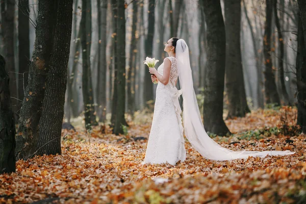 Wedding couple — Stock Photo, Image