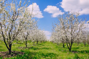 kiraz çiçeği ağacı