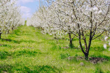 kiraz çiçeği ağacı