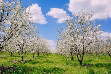 kiraz çiçeği ağacı