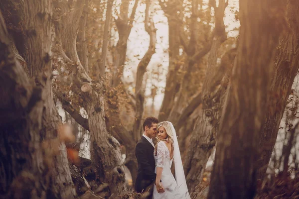 Sposa passeggiando nella natura dorata d'autunno — Foto Stock