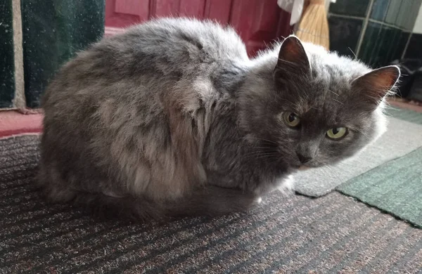 Gray Fluffy Cat Light Green Eyes — Stock Photo, Image