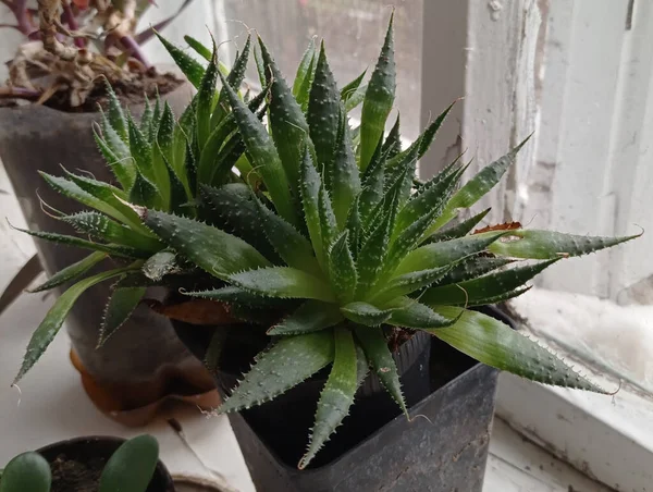 Tencerede küçük bir ananas bitkisi.