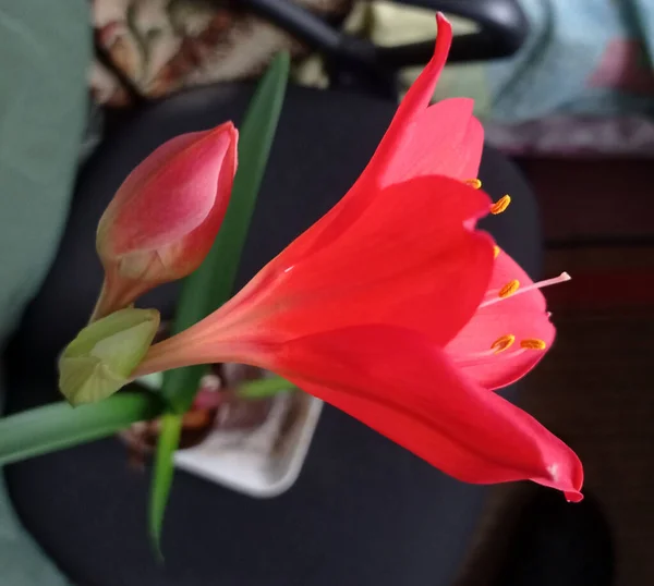 红色的花和未开放的芽 — 图库照片